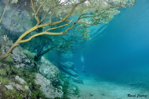 Diving under the trees by Raoul Caprez 